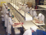 Beef Boning Tables